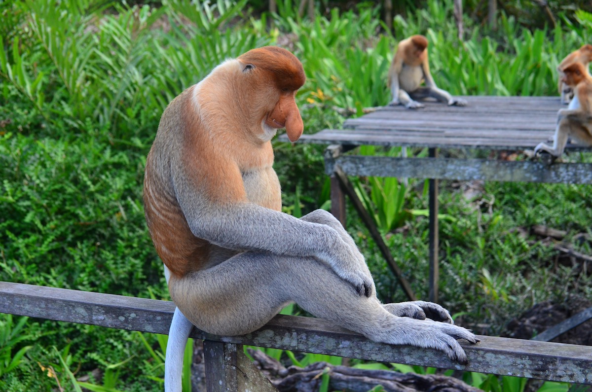proboscis-monkey-proboscis-borneo-long-proboscis-monkey-63314