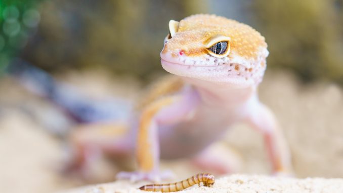 gecko-reptile-terrarium-lizard-407037