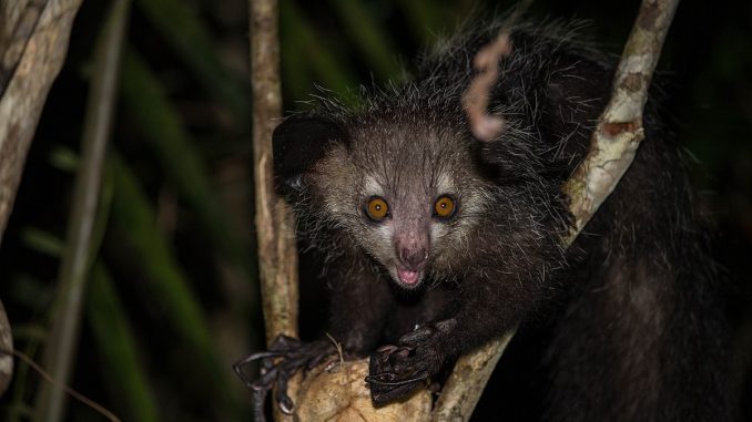 1200px-Wild_aye_aye