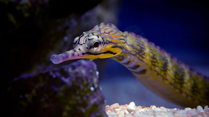 Corythoichthys-instinalis-Scribbled-Pipefish-2-Aaron-Down