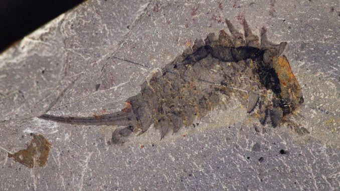 Fossil-Specimen-of-Habelia-Optata