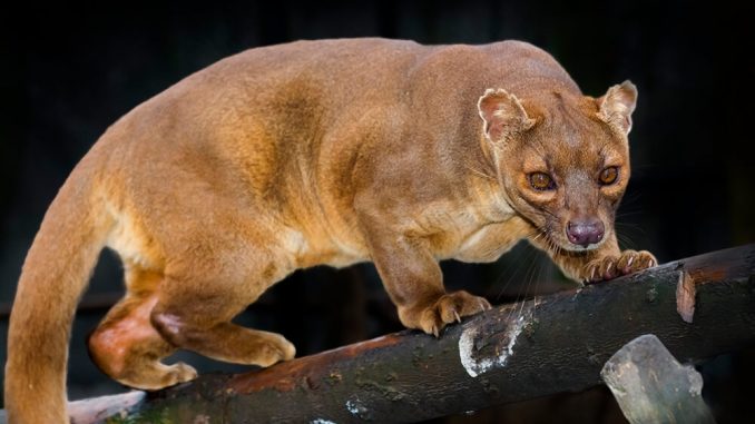 fossa_tail